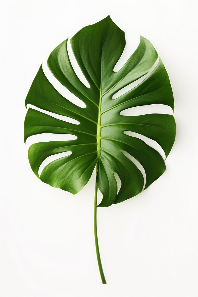 Monstera plant leaf. AI generated Image by rawpixel.