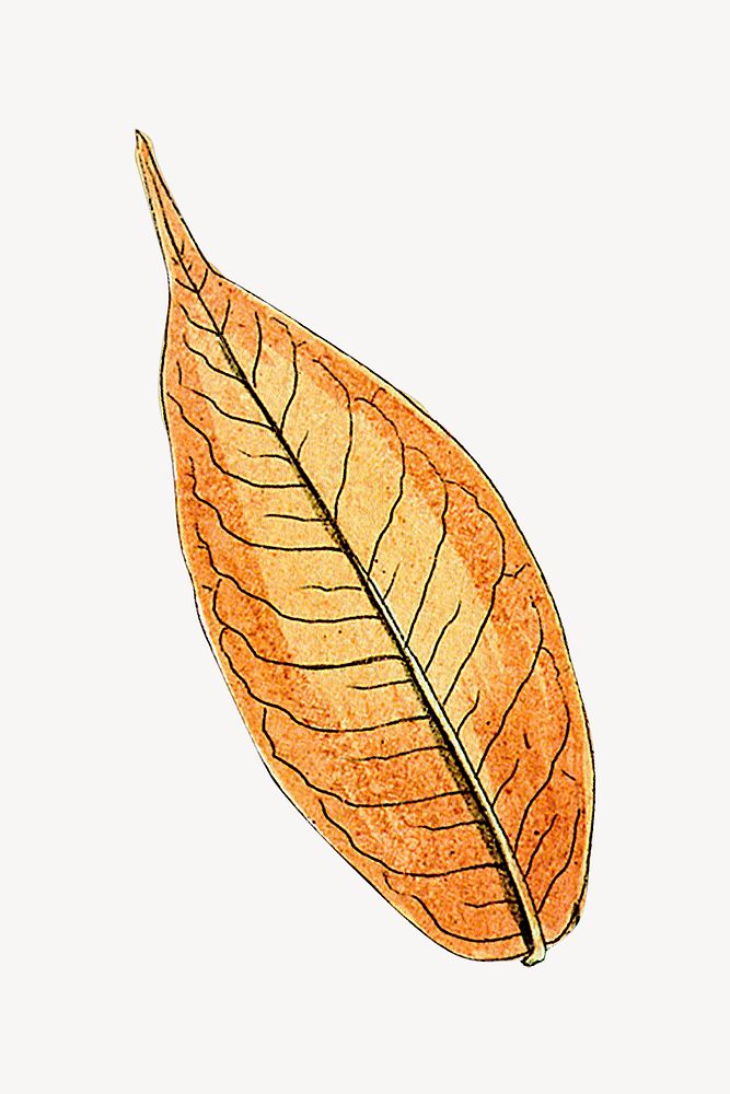 Brown leaf, vintage illustration psd