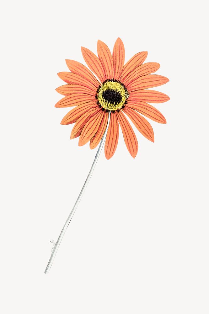 Vintage orange gerbera flower illustration