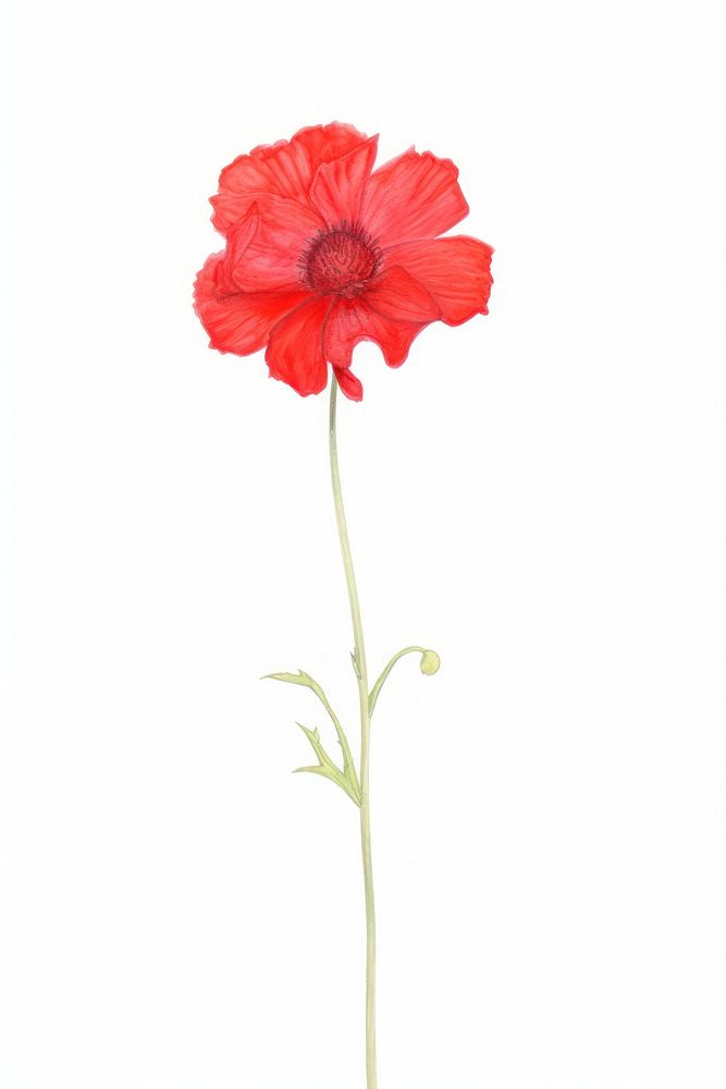 Red flower poppy petal plant. AI generated Image by rawpixel.