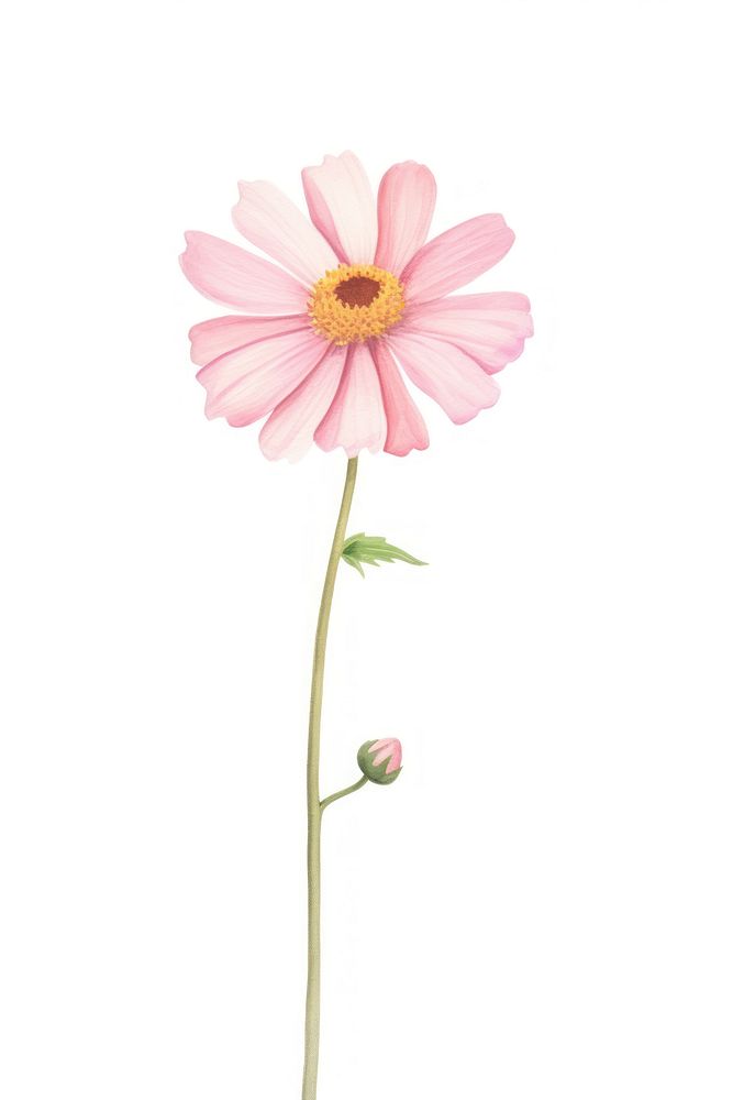 Pink flower petal plant daisy. AI generated Image by rawpixel.