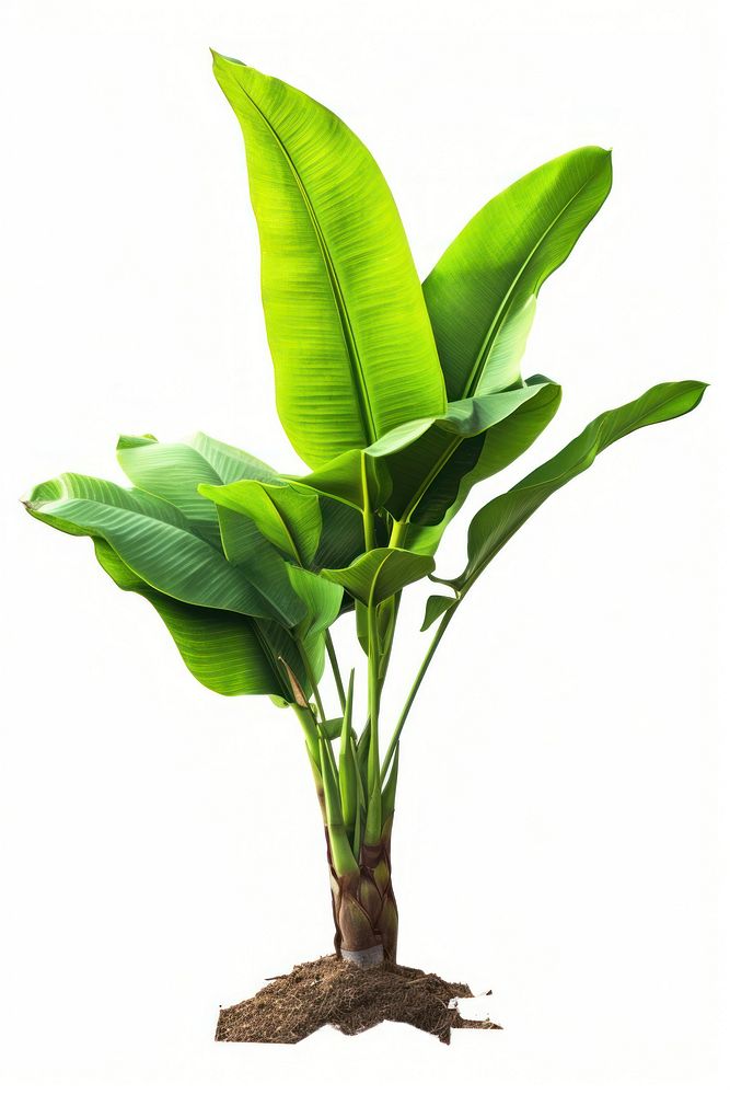 Banana tree banana plant leaf. AI generated Image by rawpixel.