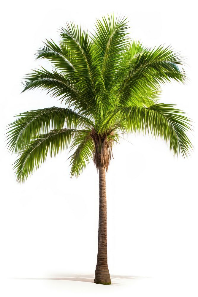 Majesty Palm plant tree white background. AI generated Image by rawpixel.