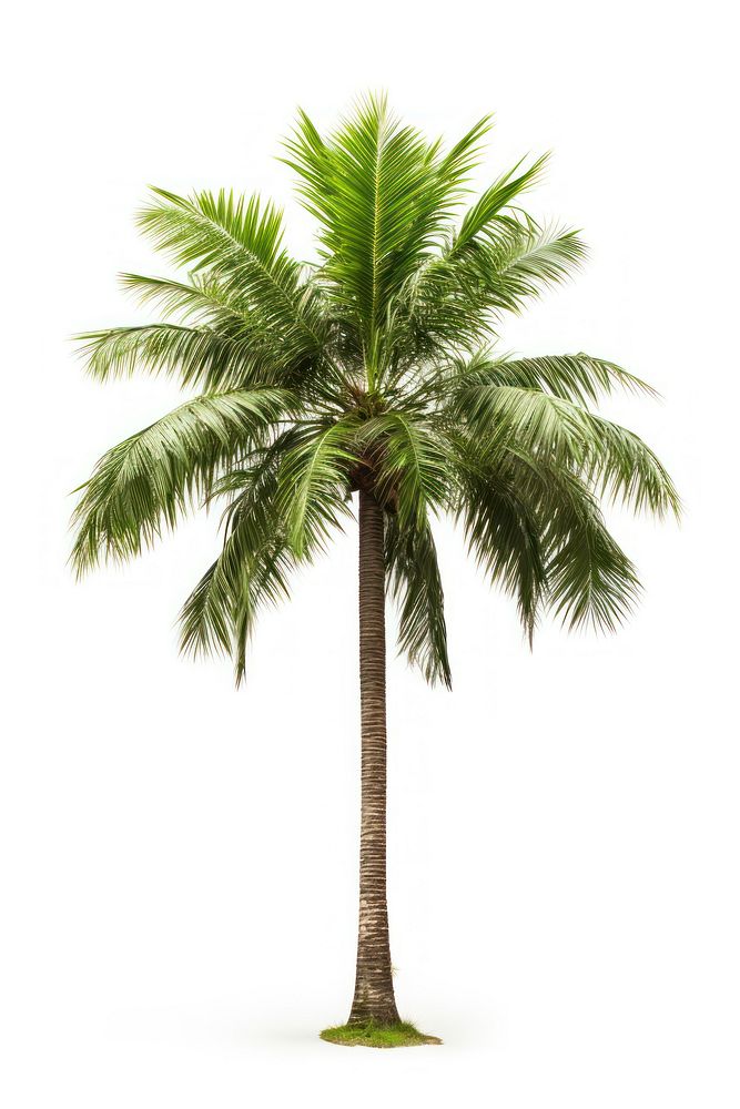 Majesty Palm plant tree white background. AI generated Image by rawpixel.