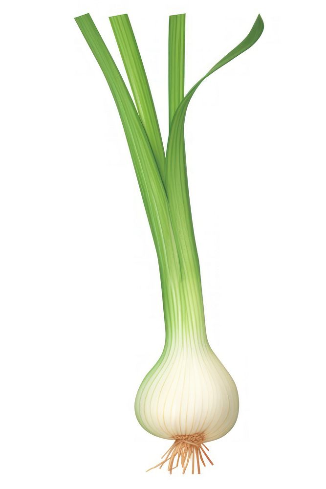 Green onion vegetable plant leek. 