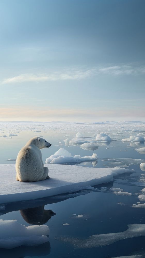 Polar bear, wildlife outdoors. 