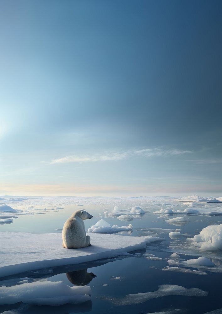 Polar bear, wildlife outdoors. 