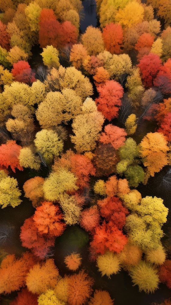 photo of woodland of autumn