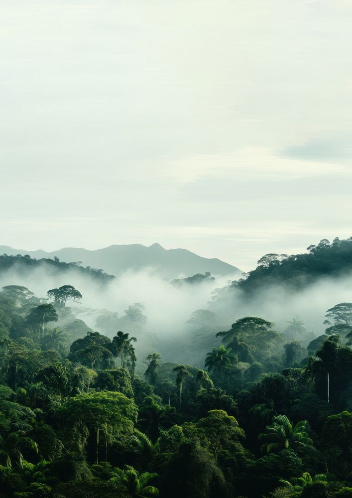 Photo of Amazon rainforest. 