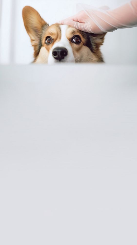 minimal, photo of Veterinarian examines the eyes of a sick corgi dog. 