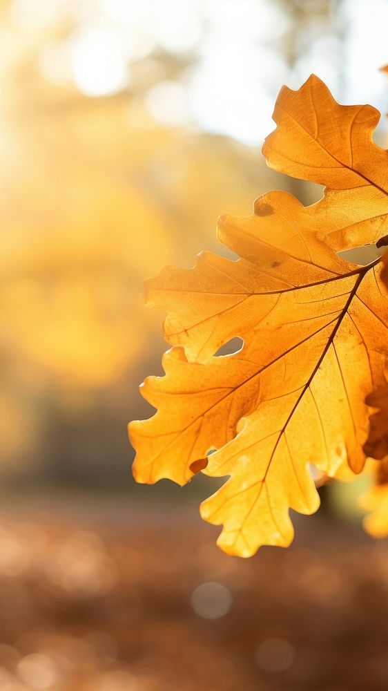 photo of oak tree leaves in autumn. Sunny golden background. AI generated Image by rawpixel.