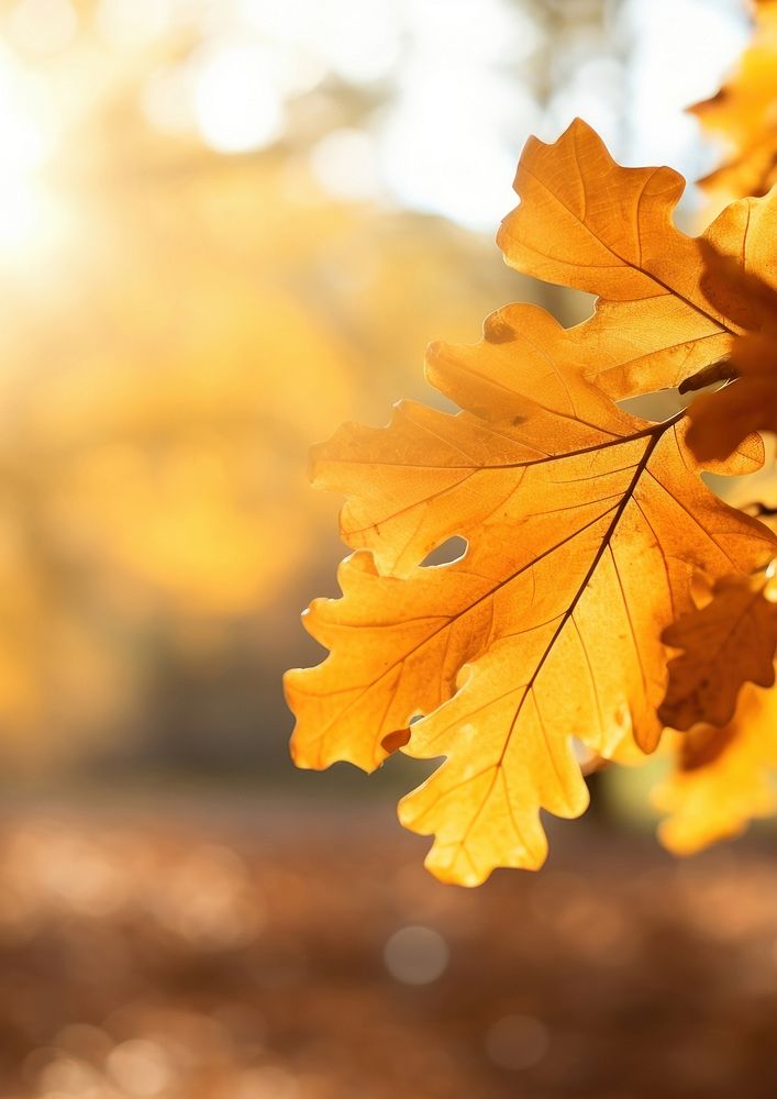 photo of oak tree leaves in autumn. Sunny golden background. AI generated Image by rawpixel.