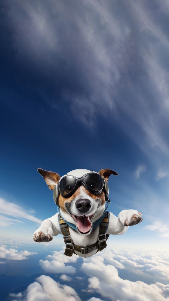 Dog skydiving animal. 