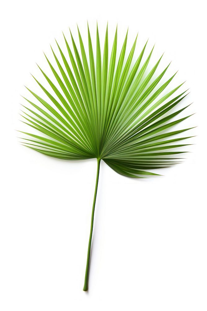 Chinese Fan Palm plant green leaf. AI generated Image by rawpixel.