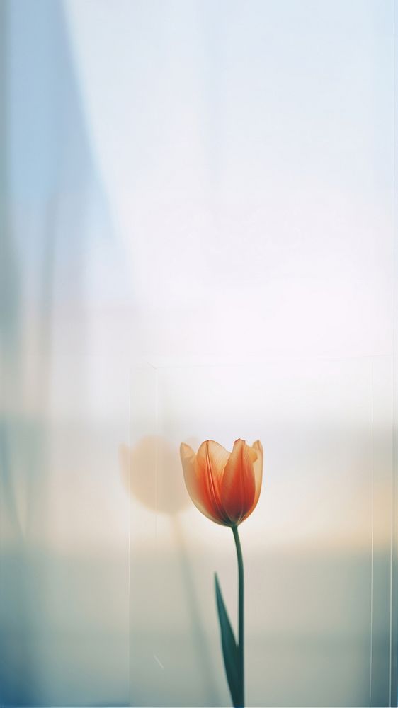 a blurry picture of a singel tulip behind the blurred glass. AI generated Image by rawpixel.