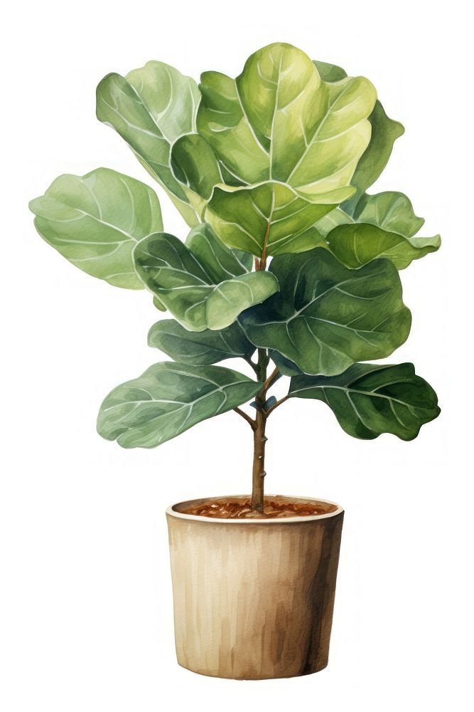 Fiddleleaf fig plant bonsai tree. Free Photo Illustration rawpixel