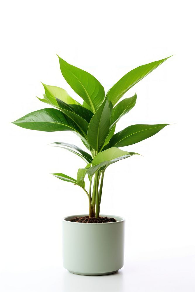 Plant leaf houseplant. AI generated Image by rawpixel.