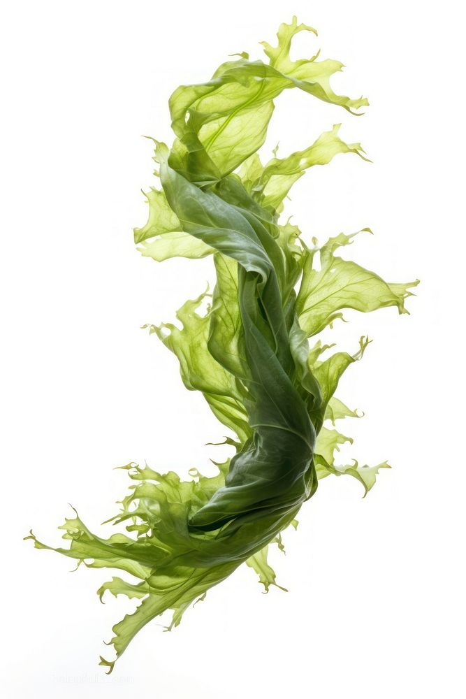 Swaying kelp seaweed plant leaf white background. AI generated Image by rawpixel.