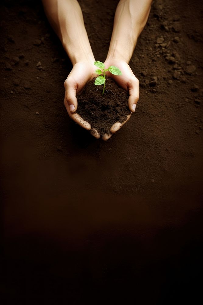 Little tree planting outdoors holding. 