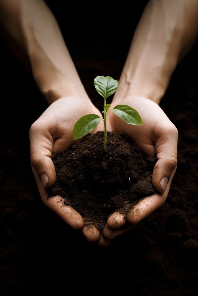 Little tree planting holding nature. 