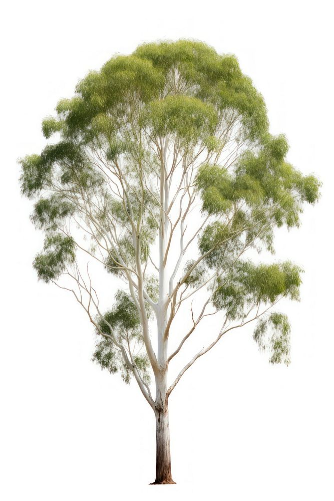 Eucalyptus tree outdoors nature forest. AI generated Image by rawpixel.
