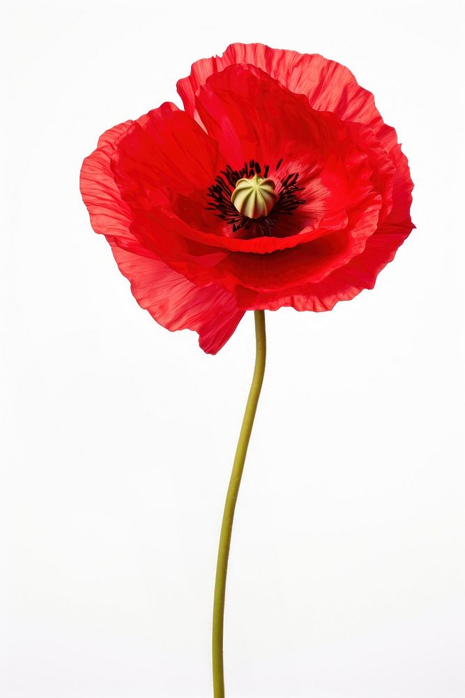 Poppy flower plant white background inflorescence. AI generated Image by rawpixel.