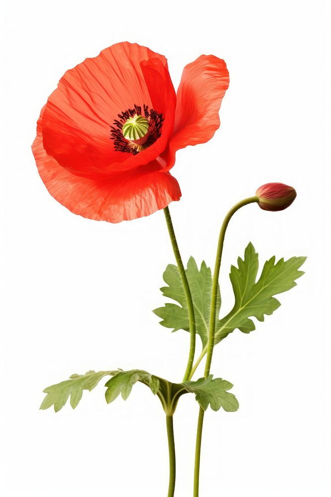 Poppy flower plant white background | Free Photo - rawpixel