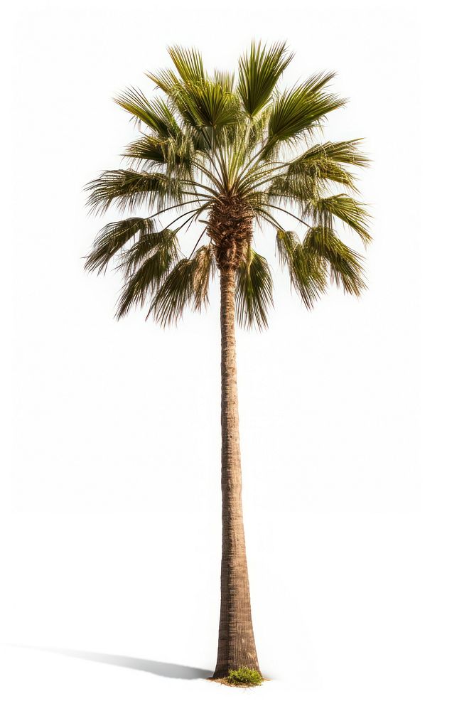 Washingtonia palm tree plant white background tranquility. AI generated Image by rawpixel.