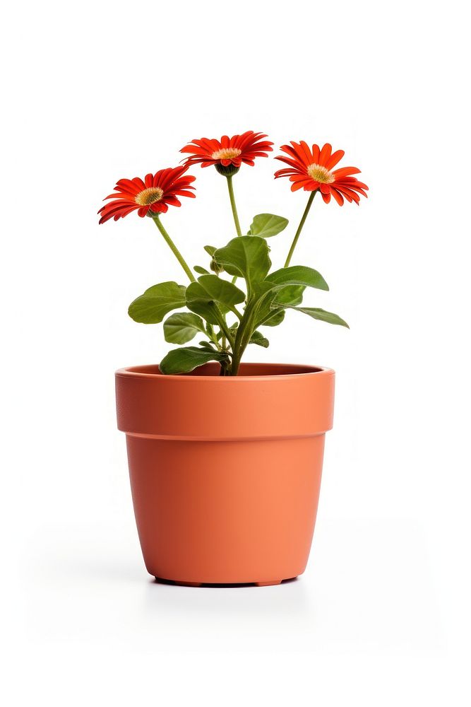 Flower pot plant white background inflorescence. AI generated Image by rawpixel.
