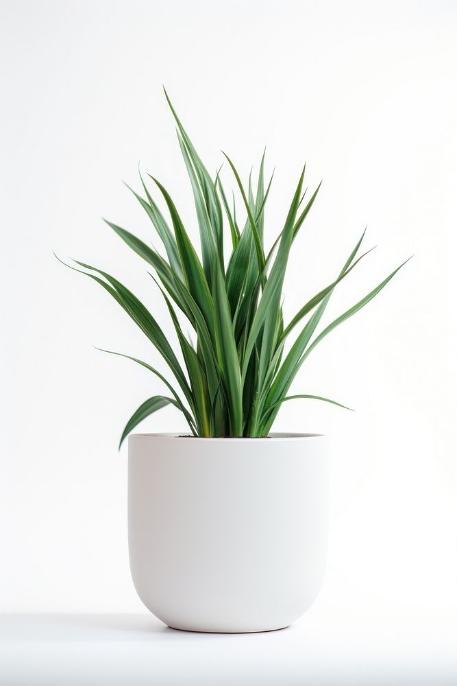 Plant pot vase white background bromeliaceae. AI generated Image by rawpixel.