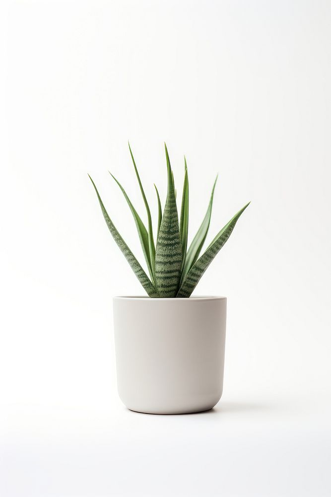 Plant pot aloe leaf vase. AI generated Image by rawpixel.