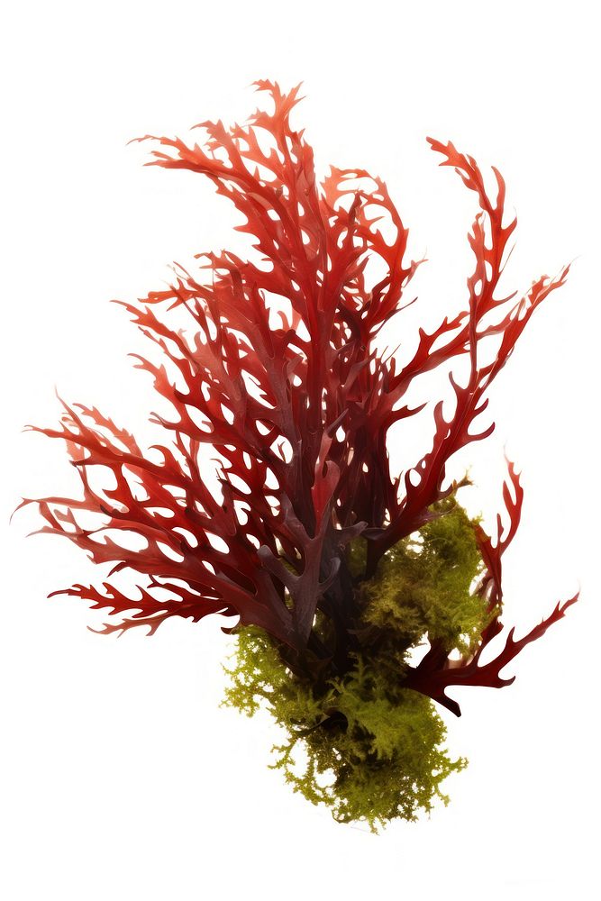 Ocean seaweed bush white background underwater chandelier. AI generated Image by rawpixel.