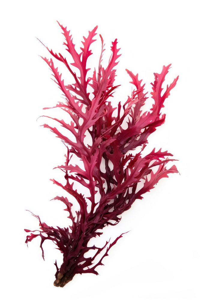 Ocean seaweed bush plant white background splattered. AI generated Image by rawpixel.