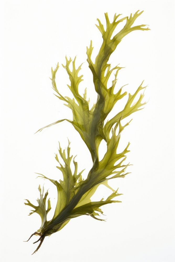 Ocean seaweed plant white background drawing. AI generated Image by rawpixel.