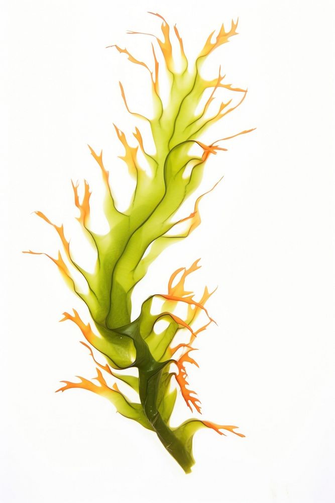 Ocean seaweed white background freshness vegetable. 