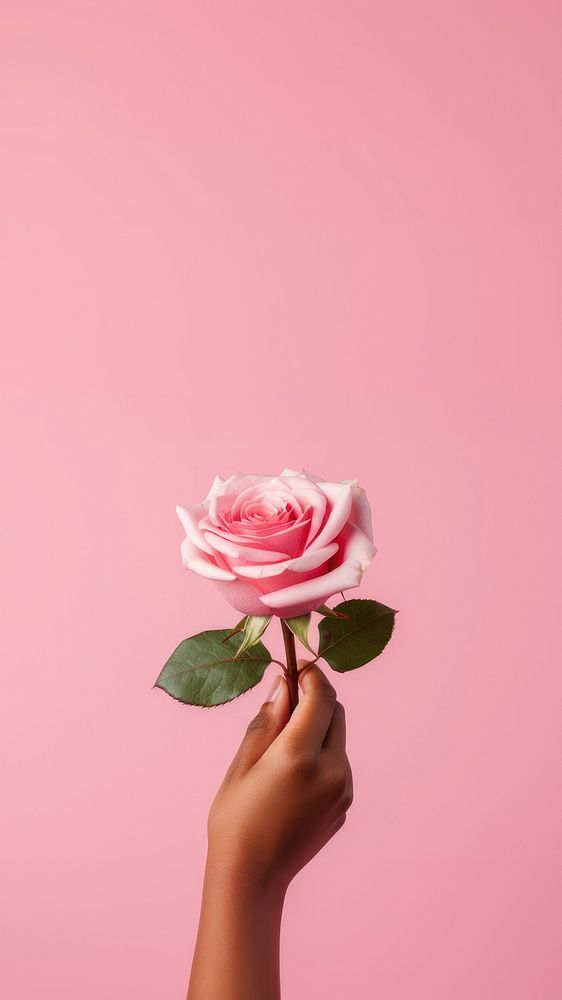 a hand holding a rose, pink solid color background. AI generated Image by rawpixel. 