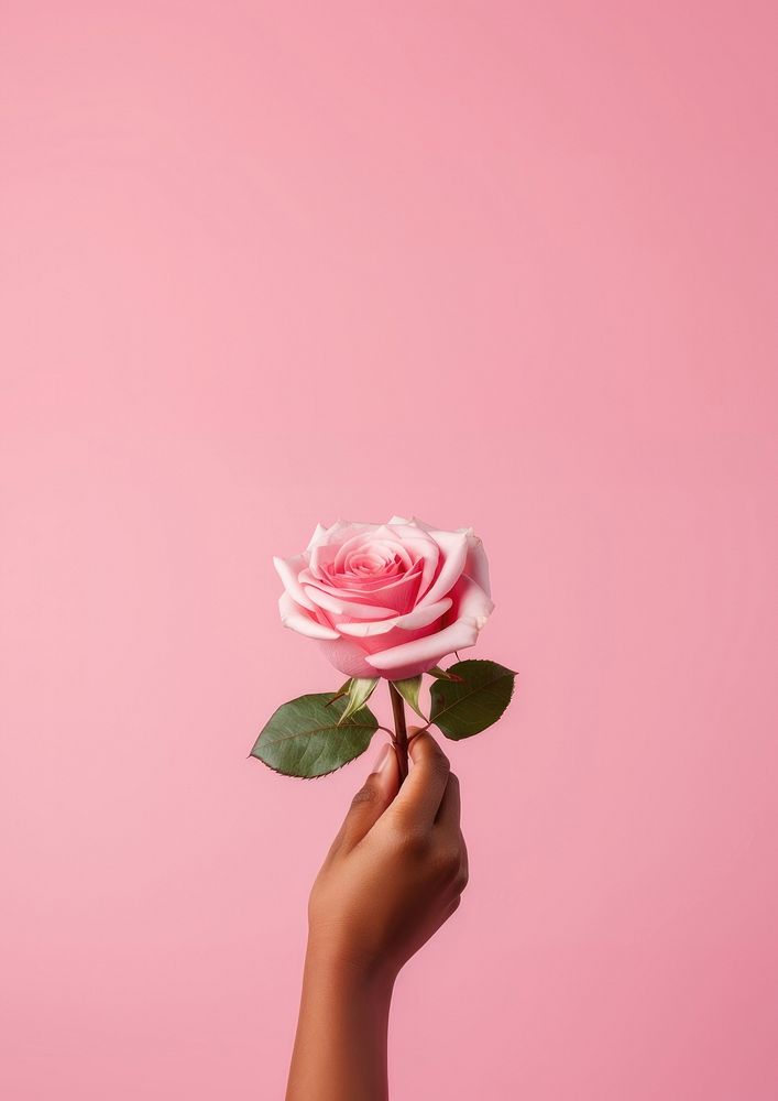 a hand holding a rose, pink solid color background.  