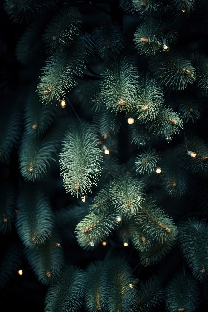 Christmas pine tree, close up photo. AI generated image by rawpixel.