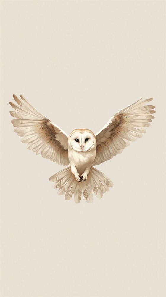 Common barn owl drawing animal flying. AI generated Image by rawpixel.