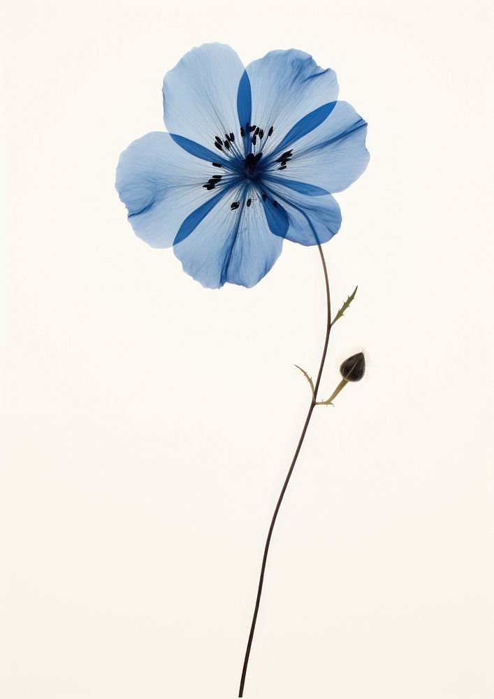 Blue wildflower Pressed flower outdoors blossom nature. AI generated Image by rawpixel.