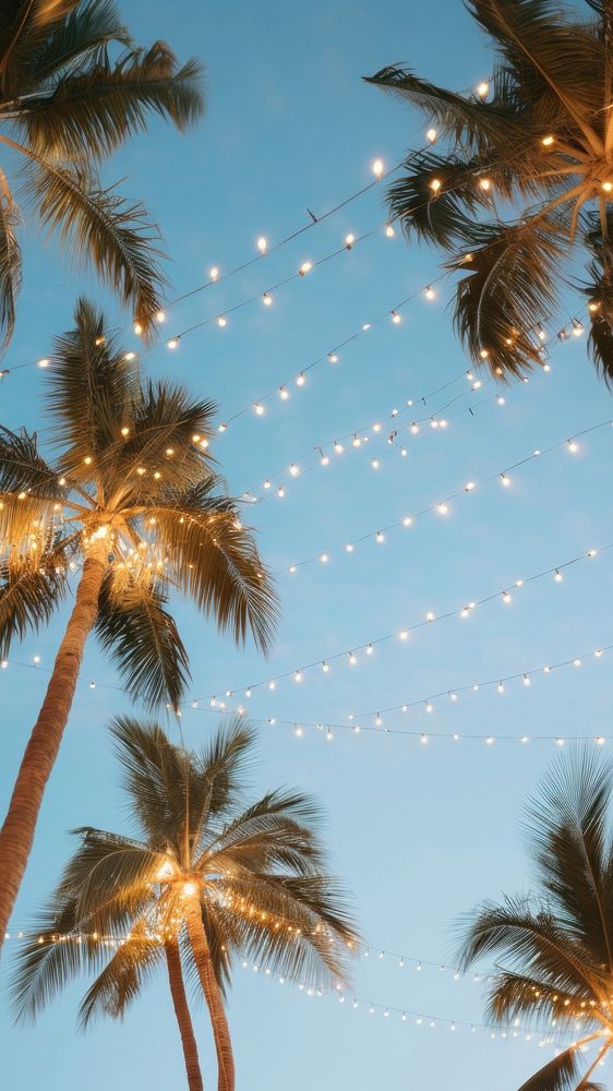 a photo of worm eye view of a palm trees during the Vanila sky with outdoor string lights. 