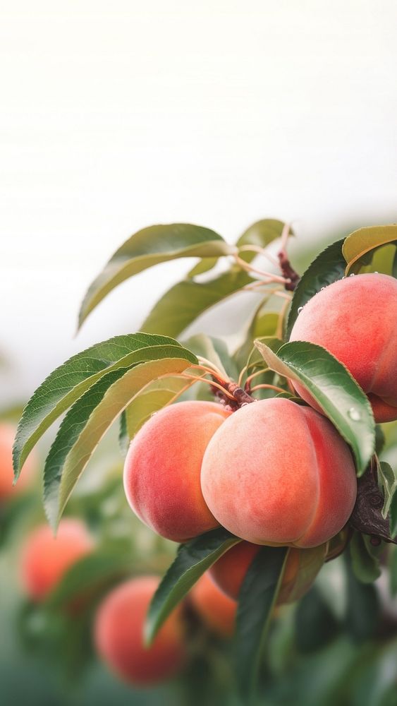 close up photo of peach on a peach tree. 