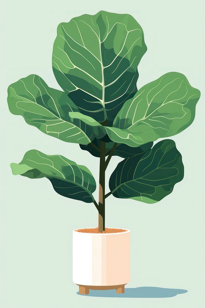 Fiddle leaf fig vegetable plant tree. 