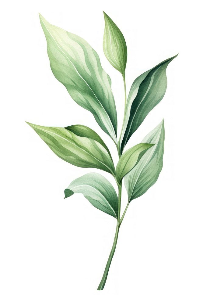 Botanical leaf plant herbs white background. AI generated Image by rawpixel.