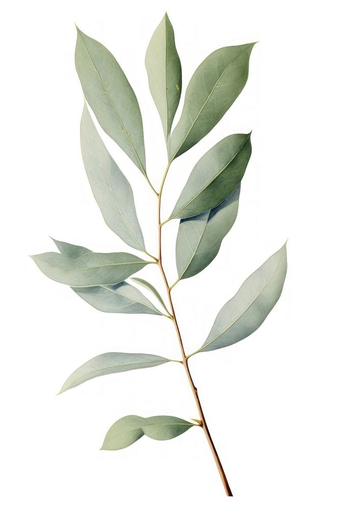 Eucalyptus leaf plant tree white background. AI generated Image by rawpixel.