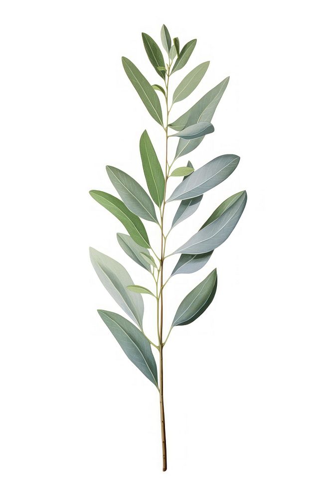 Eeucalyptus leaf plant herbs tree. AI generated Image by rawpixel.