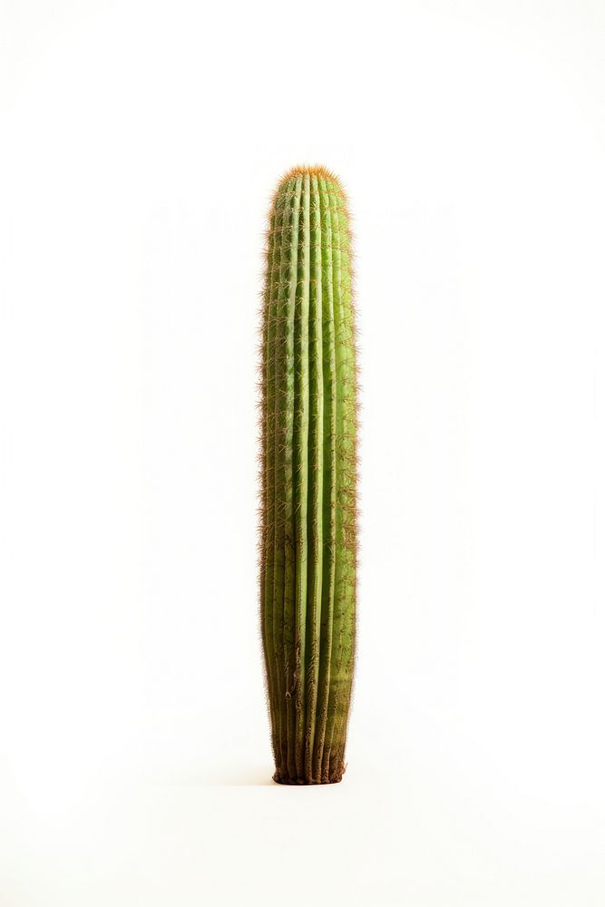 Cactus plant white background panoramic. AI generated Image by rawpixel.