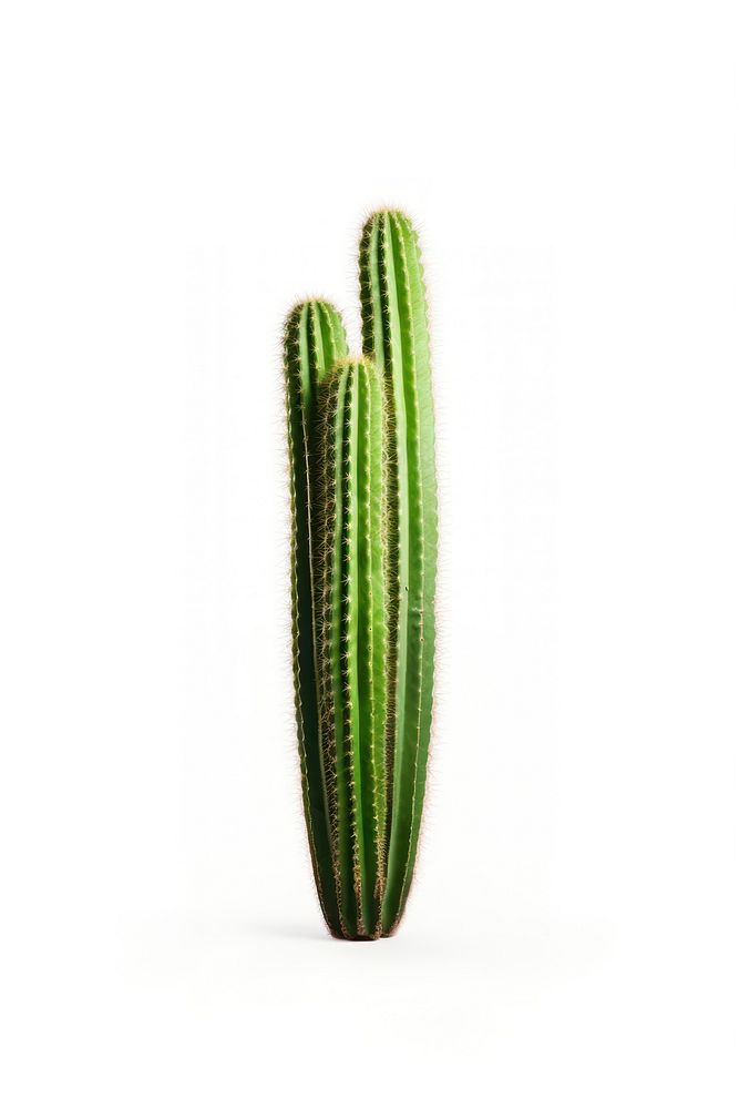 Cactus plant freshness vegetable. AI generated Image by rawpixel.