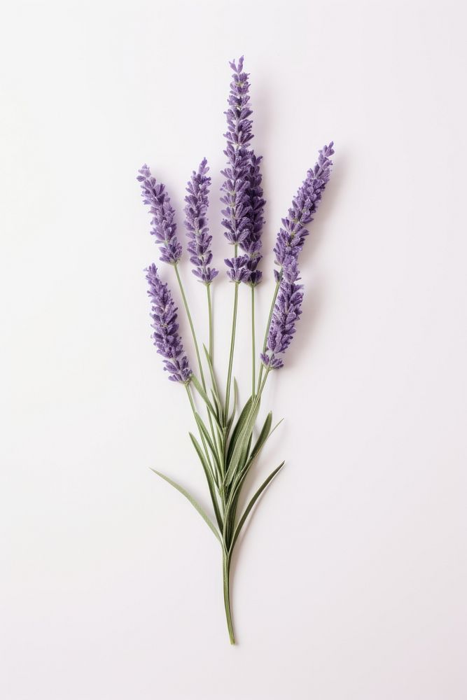 Lavender flower plant white background. AI generated Image by rawpixel.