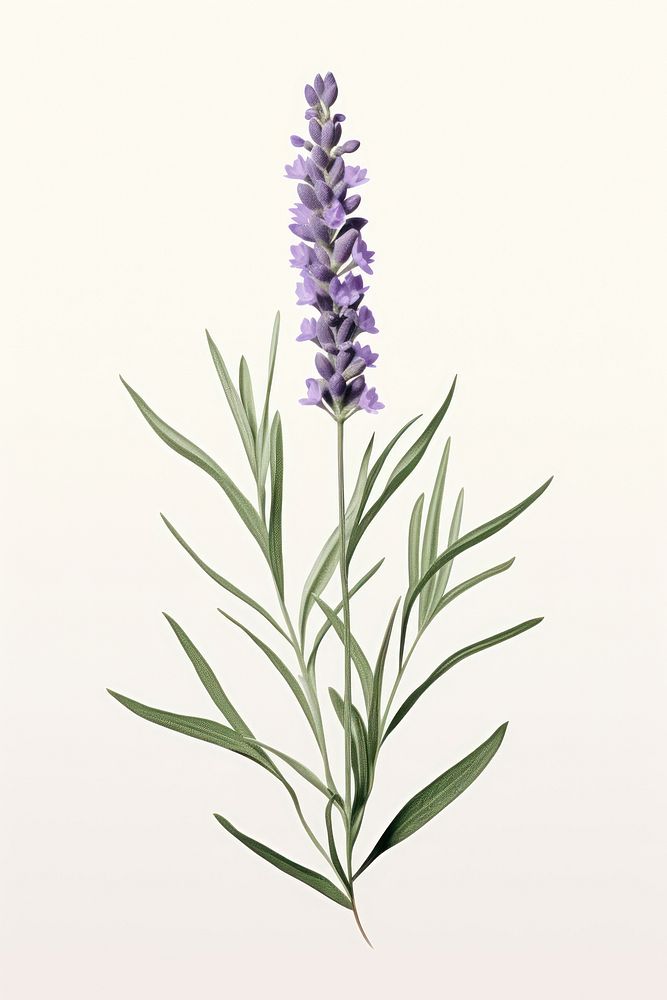 Lavender blossom flower plant. 